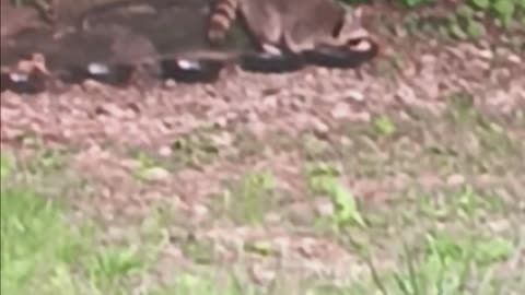 Raccoon eating