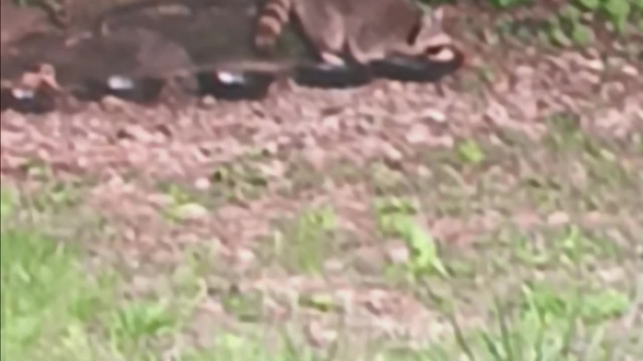 Raccoon eating
