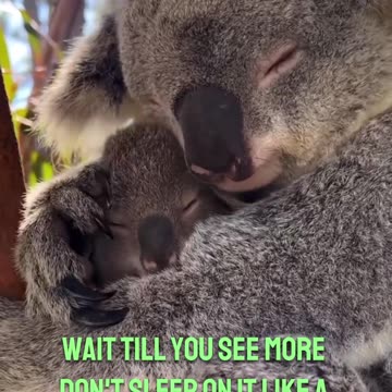 Koalas: The Sleepiest Legends of the Animal Kingdom