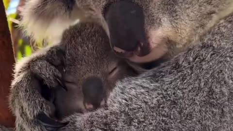 Koalas: The Sleepiest Legends of the Animal Kingdom