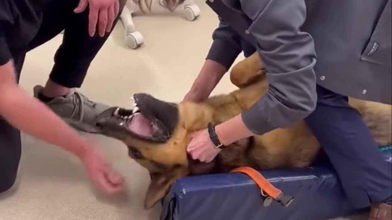 Dog saved from choking
