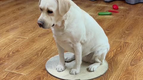 狗子蔬菜大挑战，能否完美通关 Dog vegetable challenge, can it pass the customs perfectly?