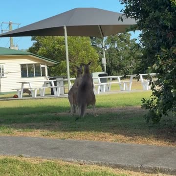 Kangaroos fighting
