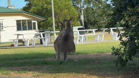 Kangaroos fighting