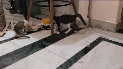2nd Aug Wrench & Alt getting acclimatized with each other Part 6