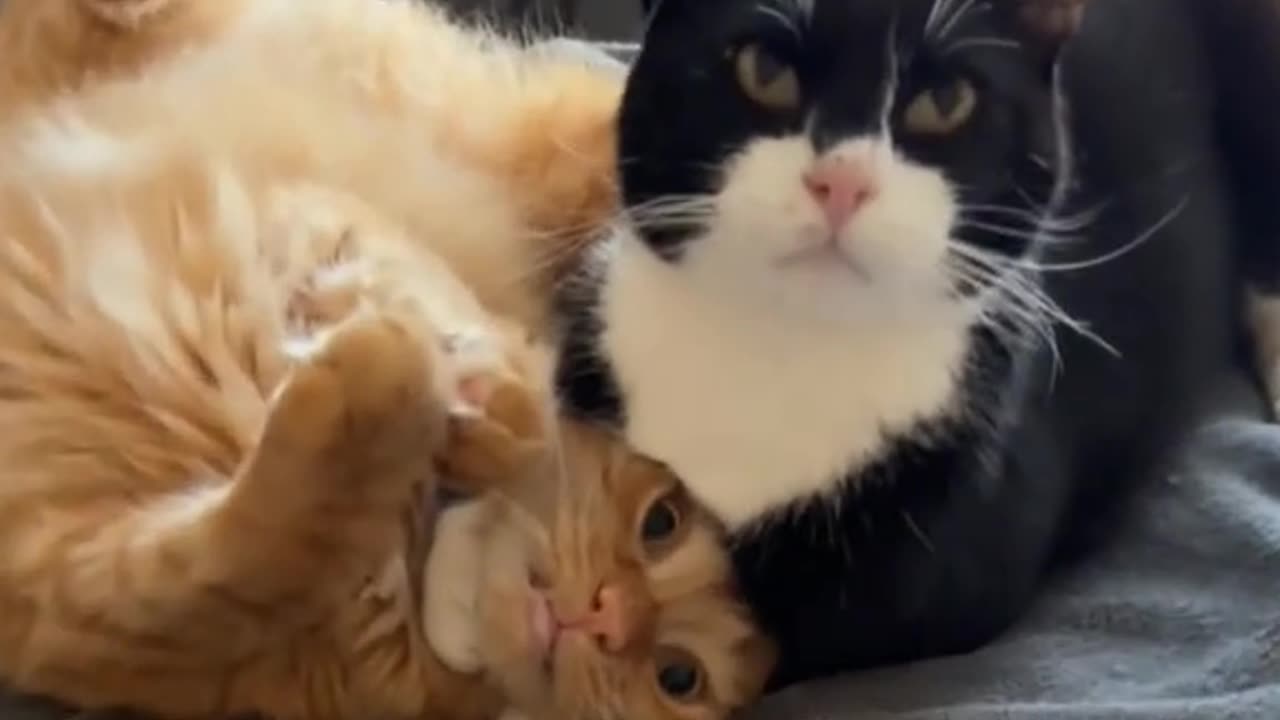 CUTE ANGRY CATS GOING FOR EACH OTHERS