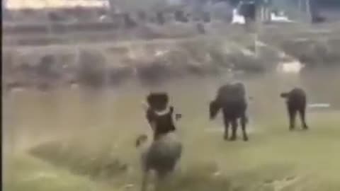 Funny Animals Video