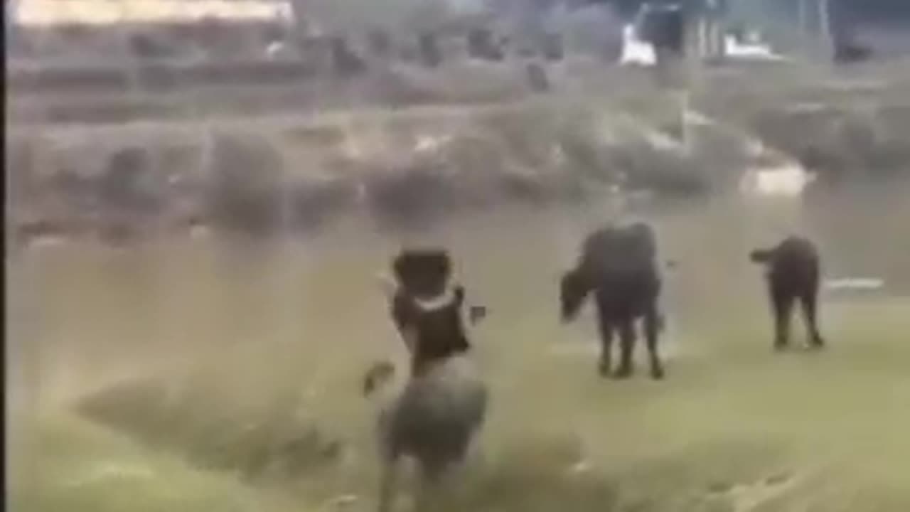 Funny Animals Video