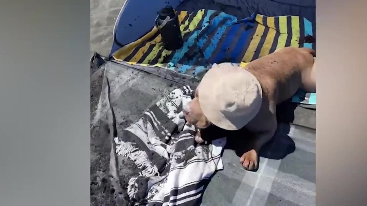When Animal Take Over. Ultimate Funny Animal Moments!😂