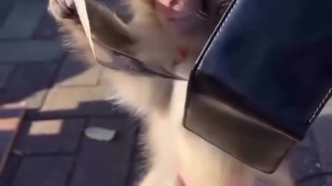 Monkey Lover - 00001