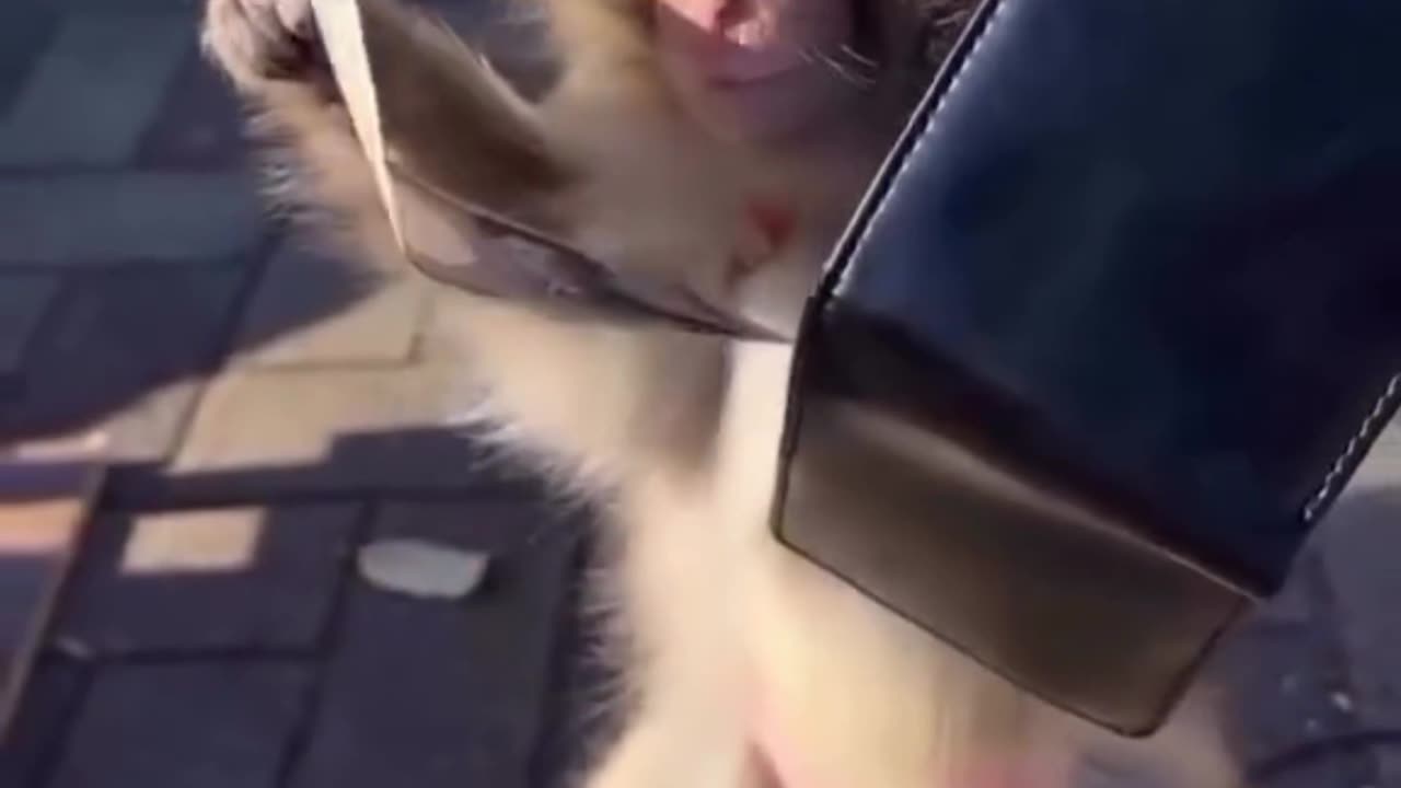 Monkey Lover - 00001