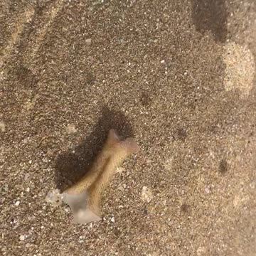 Do you know the name of this creature!