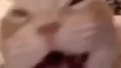 Funny laughing cat