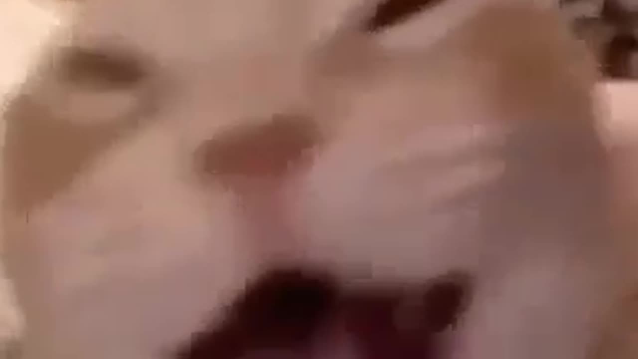 Funny laughing cat
