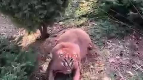 Animal warning to human's #dog # rescue # animals
