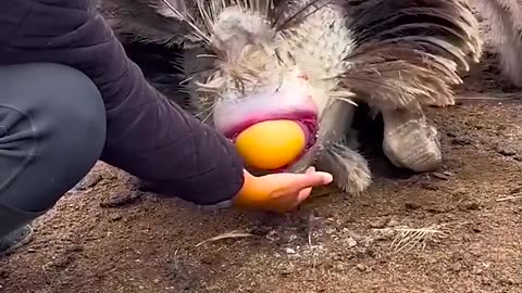 Wow, Ostrich Givings Big Size Egg | The view of ostrich laying eggs