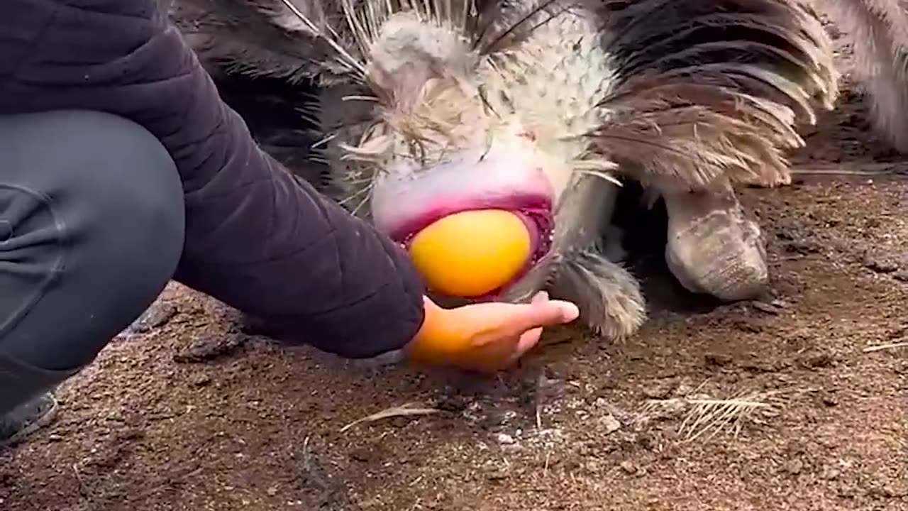 Wow, Ostrich Givings Big Size Egg | The view of ostrich laying eggs