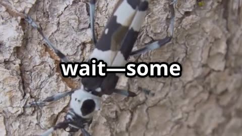 🪲👂 The Incredible Longhorn Beetle – It Hears Through Its Legs! 🦻🦗