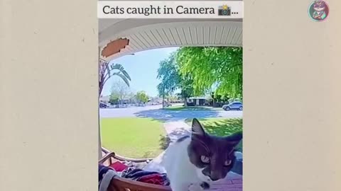 Funny Cats and Dogs 2025