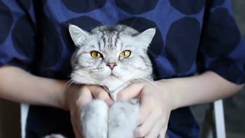 Ultimate Funny Cats Compilation: Guaranteed to Make You Laugh!