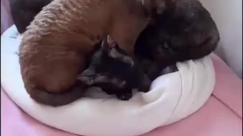 Cornish Rex cat.