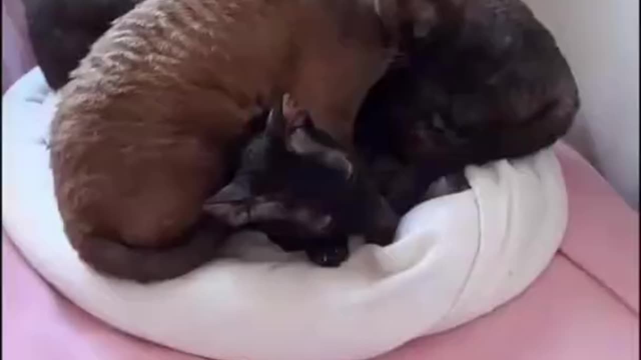 Cornish Rex cat.