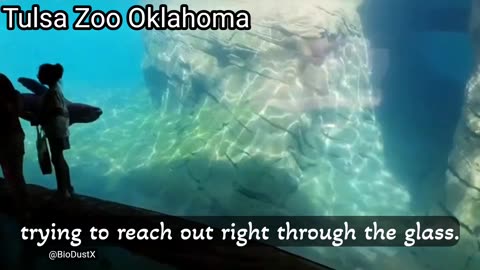 Meanwhile at Tulsa Zoo...