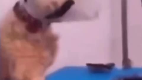 Dog's Comedy Videos 🤣 so cute videos 😍 funny videos 🤣