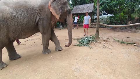 Love Elephant Sanctuary lll. (Krabi-Ao Nang, Thailand))