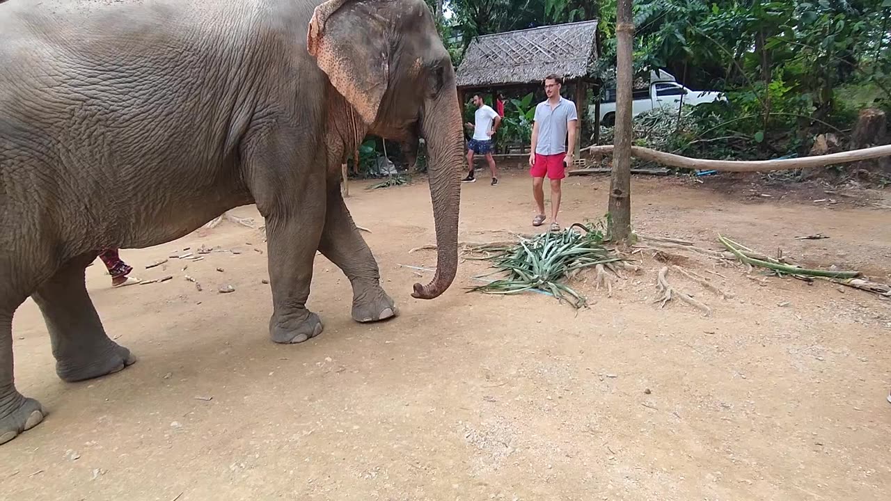 Love Elephant Sanctuary lll. (Krabi-Ao Nang, Thailand))