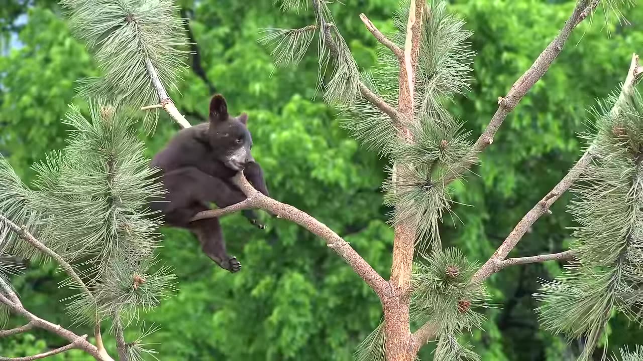 Animals are rare