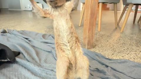 Adorable Joey Kangaroo Takes First Wobbly Hops