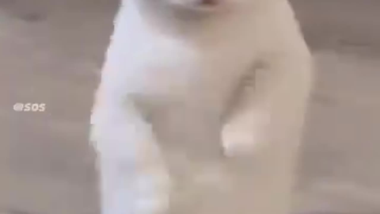 Funnycats