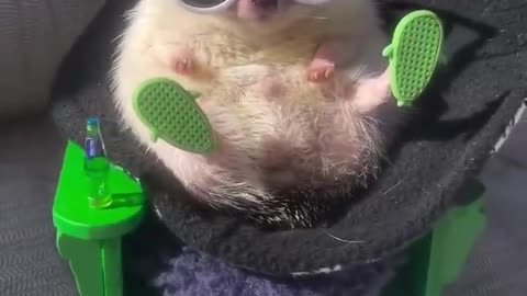 Suns out hogs out 😎🌞