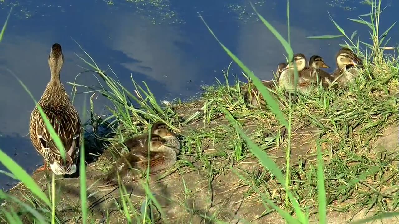 Lake, duck, summer