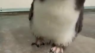 Rockhopper penguin chicks