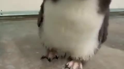 Rockhopper penguin chicks