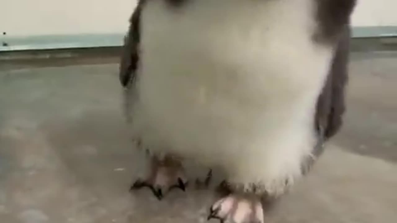 Rockhopper penguin chicks