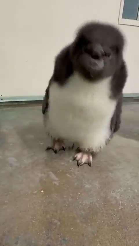 Rockhopper penguin chicks