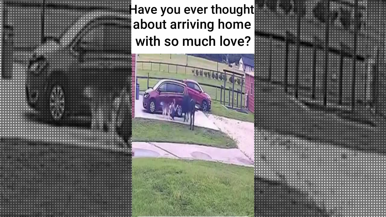 It's a lot of unconditional love