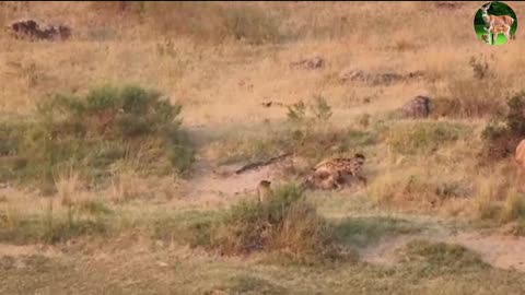 A lion, a hyena, and a crocodile fight over a deer. Who will win?