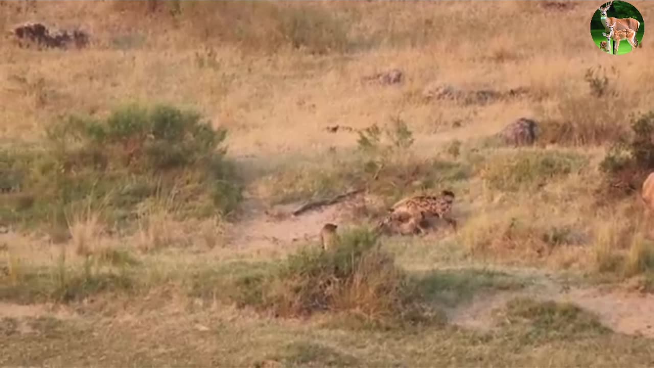 A lion, a hyena, and a crocodile fight over a deer. Who will win?