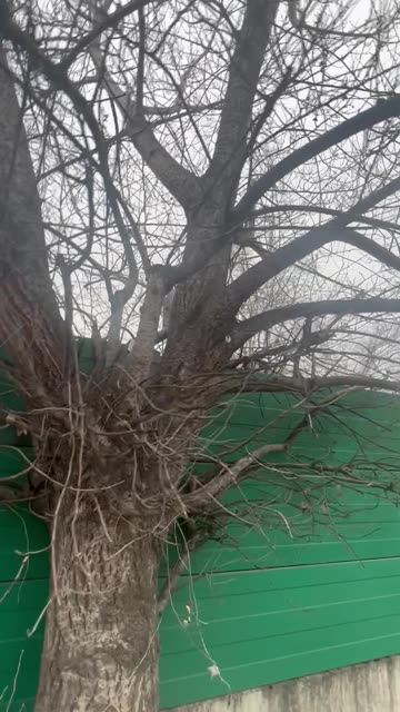 Winter dead, Spring alive!