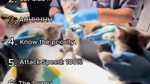 Funny videos