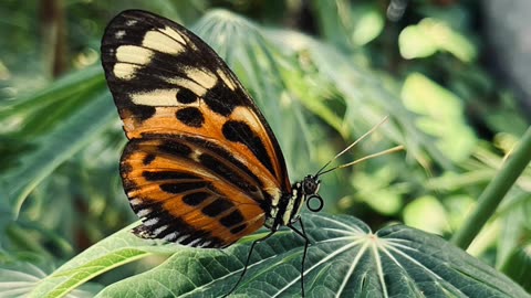 Butterfly❤️❤️❤️❤️❤️