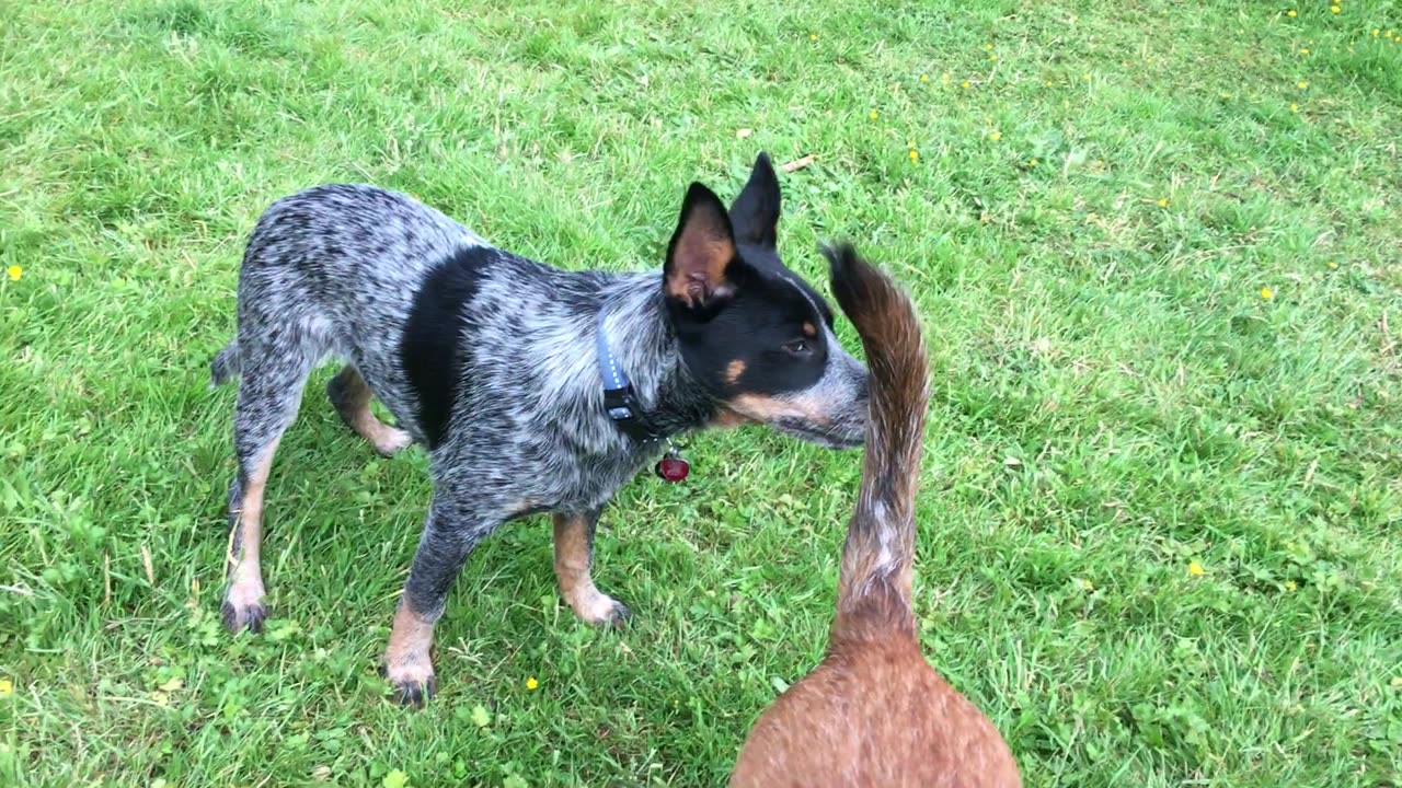 backyard hangout 29082310982