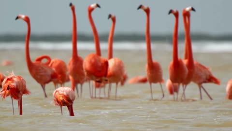 A group of flamingo birds on a lake in a zoo. Concept of animals in the zoo-4K