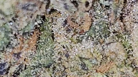 Superseed GLT CCK T28 Gelato Cheesecake Azztecmedia reviews