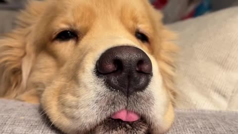 Cute Boy - Cute Dog funny video #pets #dog #cute