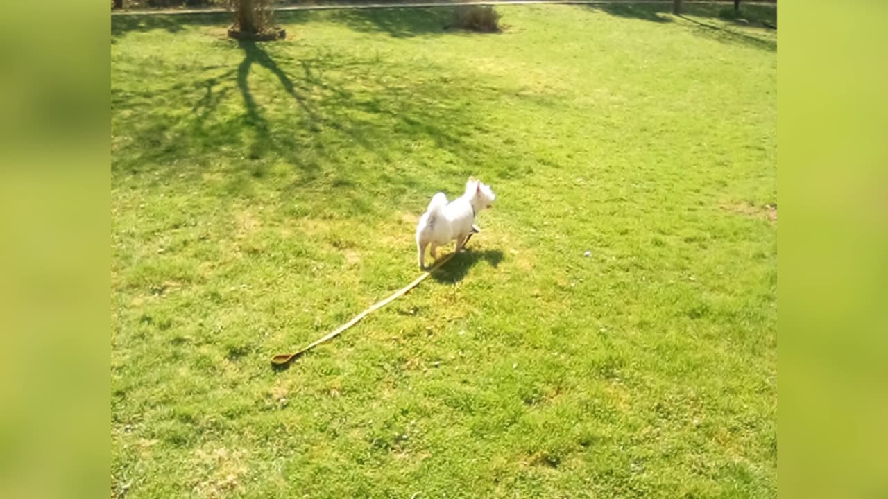 dog